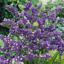 nasiona-zatrwian-wrebny-fioletowy-kwiatki-ogrod-drobne-premium-seeds-03-g