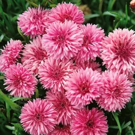 nasiona-chaber-blawatek-rozowy-ogrod-kwiaty-cornflower-premium-seeds-06-g