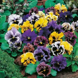 nasiona-bratek-rokoko-mieszanka-kolorow-duze-kwiaty-premium-seeds-03-g