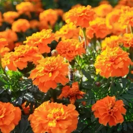 nasiona-aksamitka-rozpierzchla-tangerine-kwiatki-niskie-premium-seeds-1-g