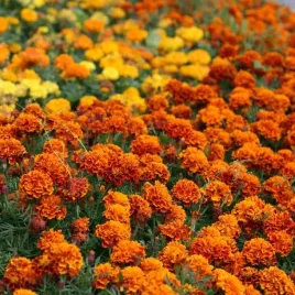 nasiona-aksamitka-rozpierzchla-mieszanka-kolorow-kwiatki-premium-seeds-1-g