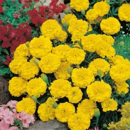 nasiona-aksamitka-rozpierzchla-petite-yellow-kwiatki-premium-seeds-05-g