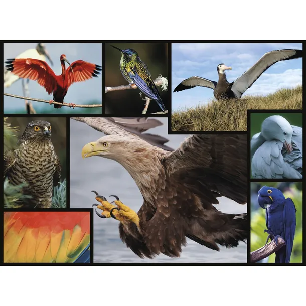 ambassador-birds-1000-pieces