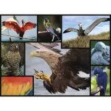ambassador-birds-1000-pieces