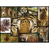 ambassador-tiger-1000-pieces