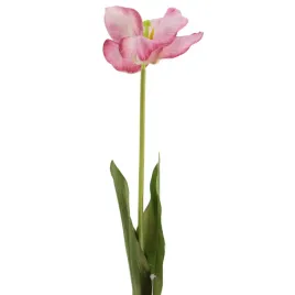 tulipan-rozwiniety-rozowy-sp