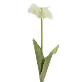 tulipan-rozwiniety-bialy-zielony-prazek-sp