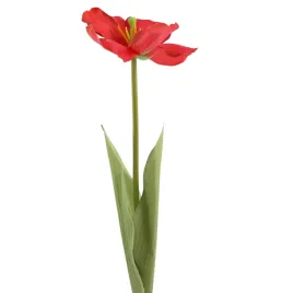 tulipan-rozwiniety-czerwony-sp
