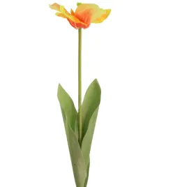 tulipan-rozwiniety-zolto-pomaranczowy-sp