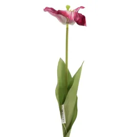tulipan-rozwiniety-biskupi-sp