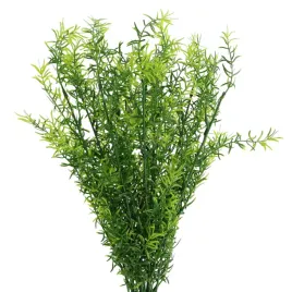 asparagus-galazka-12-szt-sp