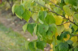 judaszowiec-kanadyjski-appalachian-red-4l