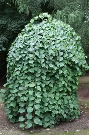 judaszowiec-kanadyjski-covey-4l