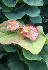 judaszowiec-kanadyjski-little-woody-4l