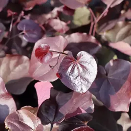 judaszowiec-kanadyjski-merlot-4l