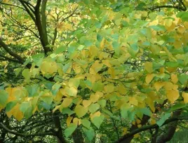 judaszowiec-kanadyjski-pauline-lily-4l