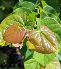 judaszowiec-kanadyjski-pink-pompon-4l