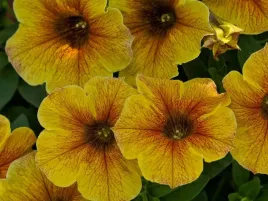 beautical-caramel-yellow-zolto-pomaranczowe-kwiaty-na-balkon-sadzonka-p9