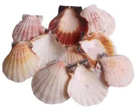 muszle-morskie-pectin-z-naroslami-muszli-10-szt-dekoracje-do-lazienki-morze