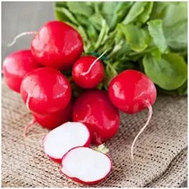 rzodkiewka-lada-srednio-wczesna-nasiona-5g