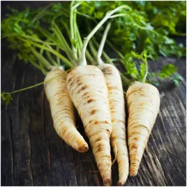 pietruszka-berlinska-halblange-nasiona-pozna-najzdorwsza