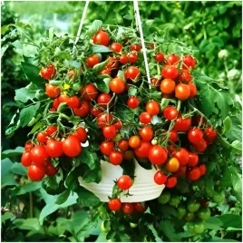 pomidor-koktajlowy-cherry-gartenperle-nasiona-duze-zbiory
