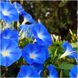 niebianskie-pnacze-wilec-nasiona-afrodyzjak-gigant-3-metry