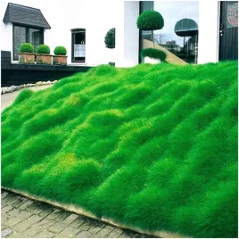 kostrzewa-trawa-niedzwiedzie-futro-nasiona-teddy-bear