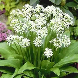 czosnek-niedzwiedzi-zdrowe-ziolo-idealne-do-ogrodu