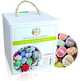 zywe-kamienie-lithops-kaktusy-zestaw-do-uprawy-prezent-dla-dziecka-urodziny