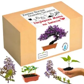 prezent-na-dzien-matki-drzewko-szczescia-bonsai