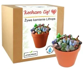 prezent-na-walentynki-zestaw-do-uprawy-zywe-kamienie-lithops-dla-niego-niej