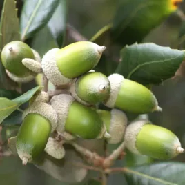 dab-ostrolistny-sadzonki-zimozielone-drzewo-idealne-na-bonsai