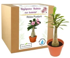 prezent-na-dzien-babci-zestaw-do-uprawy-roza-pustyni-najlepsza-babcia-kwiat