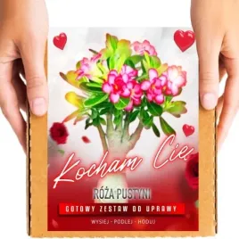 prezent-na-walentynki-roza-pustyni-dla-niej-dla-niego-zestaw-do-uprawy