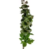 ostrozka-pojedyncza-green