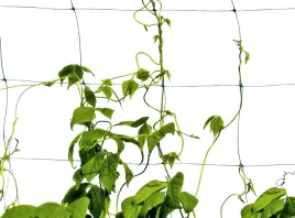 siatka-podtrzymujaca-pnacza-pnace-pnacych-warzywa-fasola-groszek-15x50m