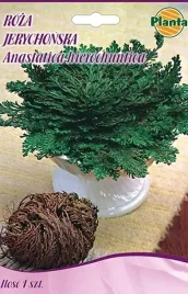 roza-jerychonska-reka-maryi-zmartwychwstanka-duza-cebulka-odstrasza-owady