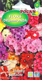 floks-gwiazdzisty-drummonda-kwiaty-rabaty-klomby-doniczka-grunt-nasiona-1g