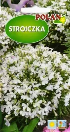 lobelia-stroiczka-biala-zwisajaca-idealna-na-balkon-kwietniki-nasiona-03g