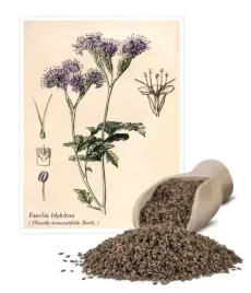 facelia-blekitna-miododajna-pszczoly-miod-nasiona-miododajne-05kg
