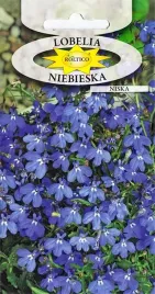lobelia-niebieska-urocza-krzewinka-na-rabaty-kwiat-skalniak-nasiona-02g