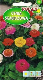 cynia-skabiozowa-mix-kolor-motyle-kwiat-ciety-do-wazonu-nasiona-1g