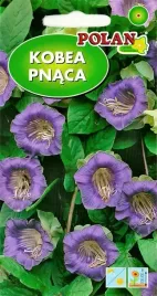 kobea-pnaca-fioletowa-dzwonki-altana-ogrodzenie-balkon-altana-nasiona-6szt