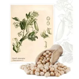 groch-zwyczajny-paszowy-na-pasze-duza-zawartosc-bialka-poplon-1kg