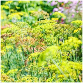 koper-wloski-odmiana-przyprawowa-wykwintny-smak-anyzu-nasiona-1-g