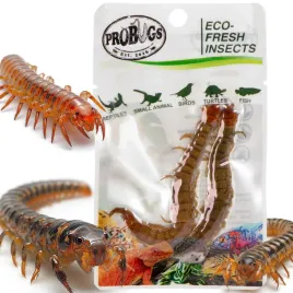 probugs-eco-fresh-scolopendra-centipede-2pcs-swieze-skolopendry