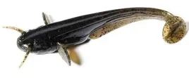 przyneta-sztuczna-robak-sumik-fishup-catfish-watermelon-brown-5cm-10szt