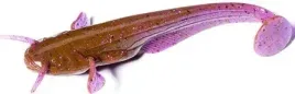 przyneta-sztuczna-robak-sumik-fishup-catfish-lox-green-and-black-5cm-10szt
