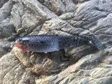 ripper-dragon-reno-killer-10cm-clear-black-stan-nowy